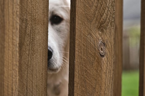 Dog at the gate - workers comp dog bite claim and reserve management case study