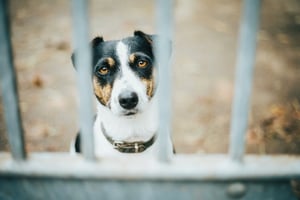 Protect your delivery drivers from dog bites