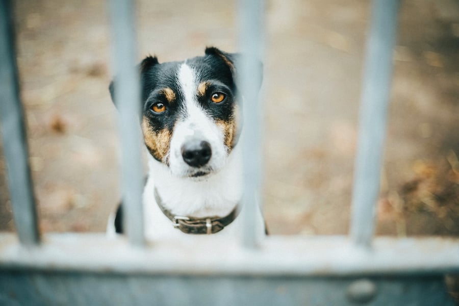 Protect your delivery drivers from dog bites